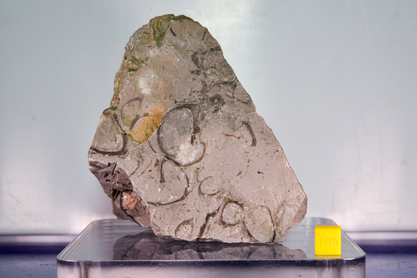 Fossiliferous limestone (Bosnia & Herzegovina)