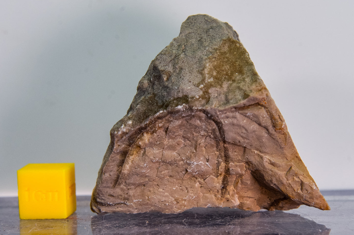Fossiliferous limestone (Bosnia & Herzegovina)