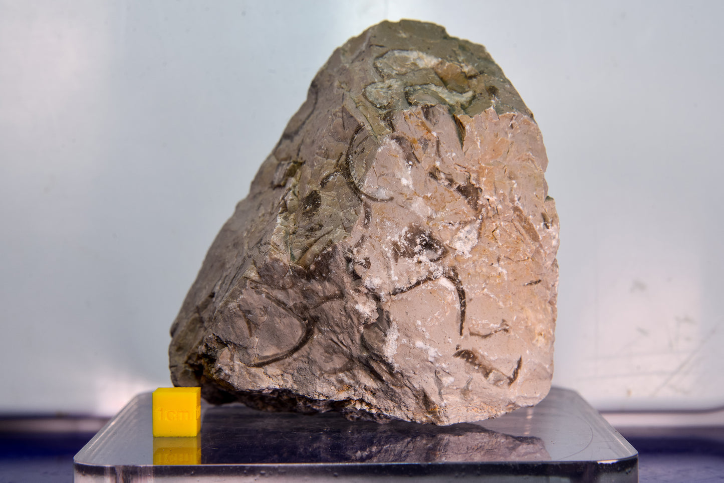 Fossiliferous limestone (Bosnia & Herzegovina)
