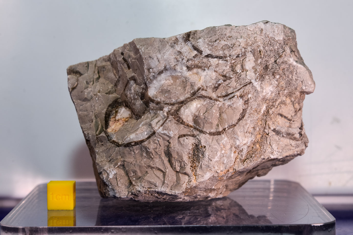 Fossiliferous limestone (Bosnia & Herzegovina)
