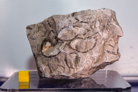 Fossiliferous limestone (Bosnia & Herzegovina)