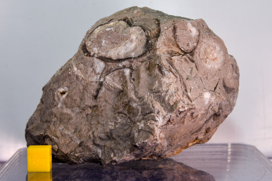 Fossiliferous limestone (Bosnia & Herzegovina)