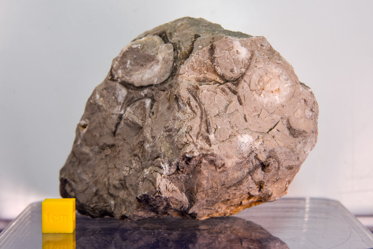 Fossiliferous limestone (Bosnia & Herzegovina)