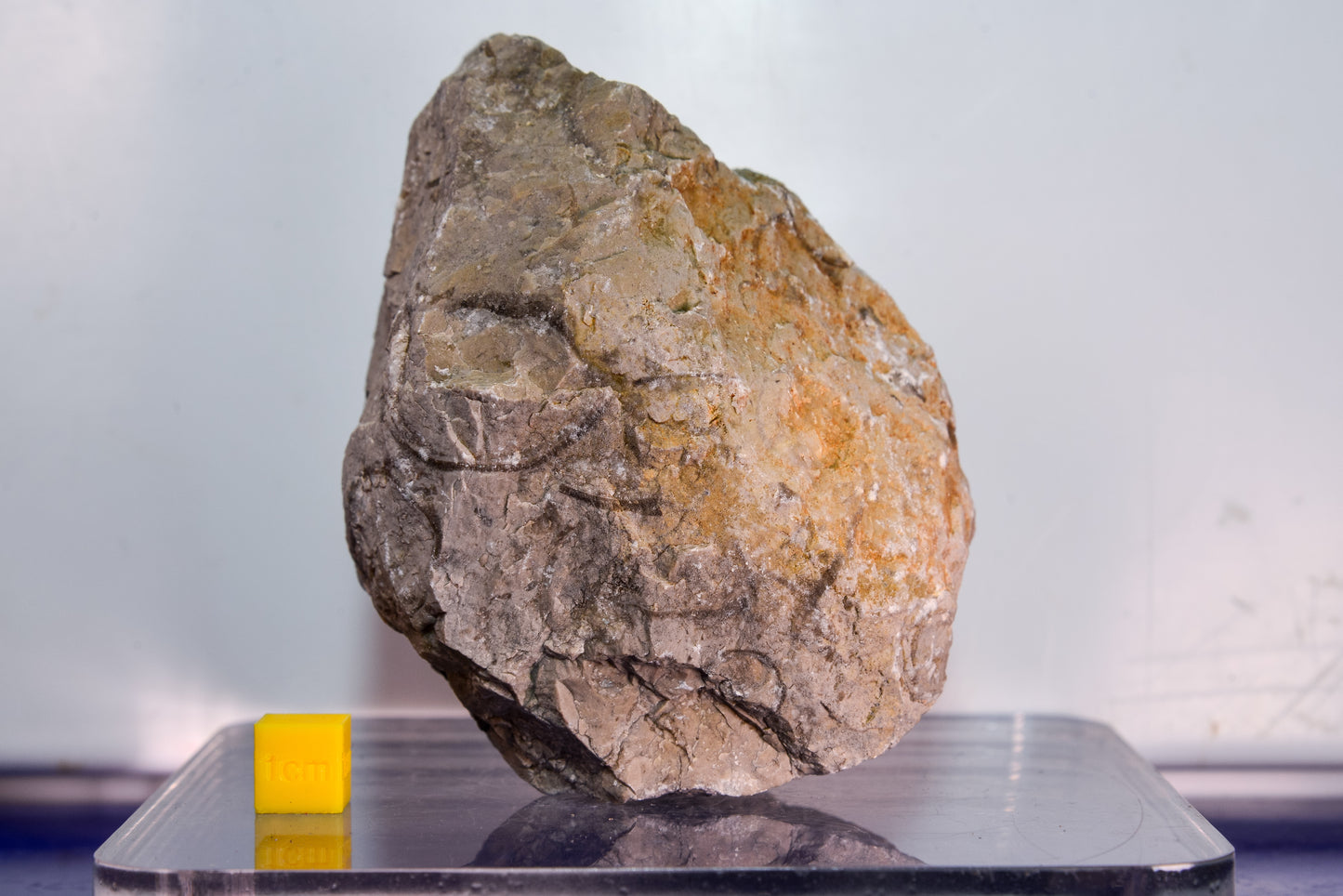 Fossiliferous limestone (Bosnia & Herzegovina)