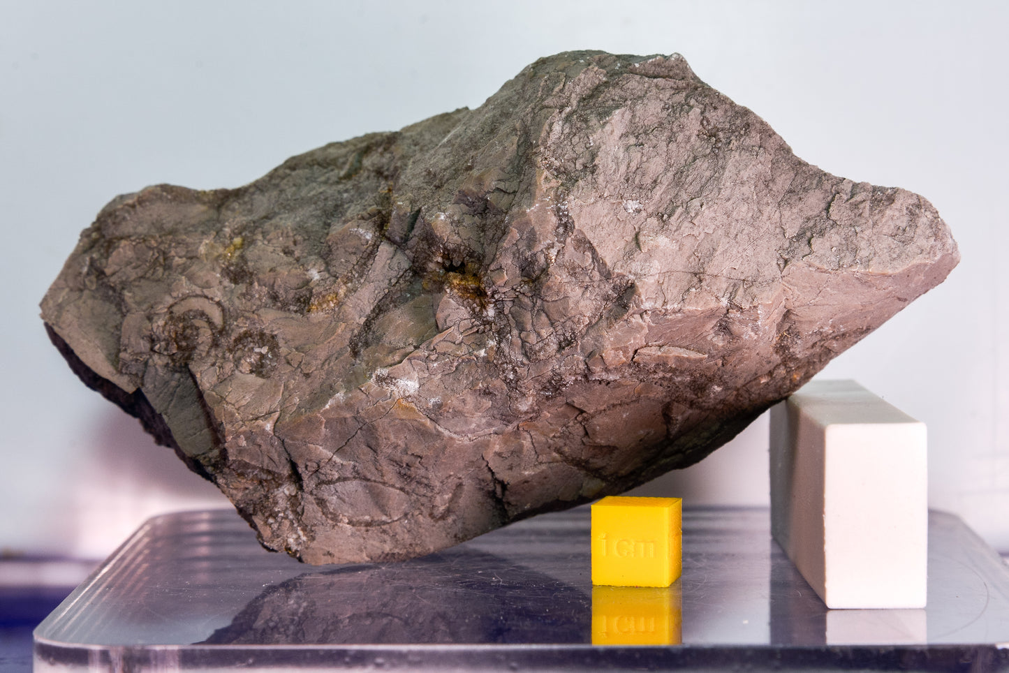 Fossiliferous limestone (Bosnia & Herzegovina)