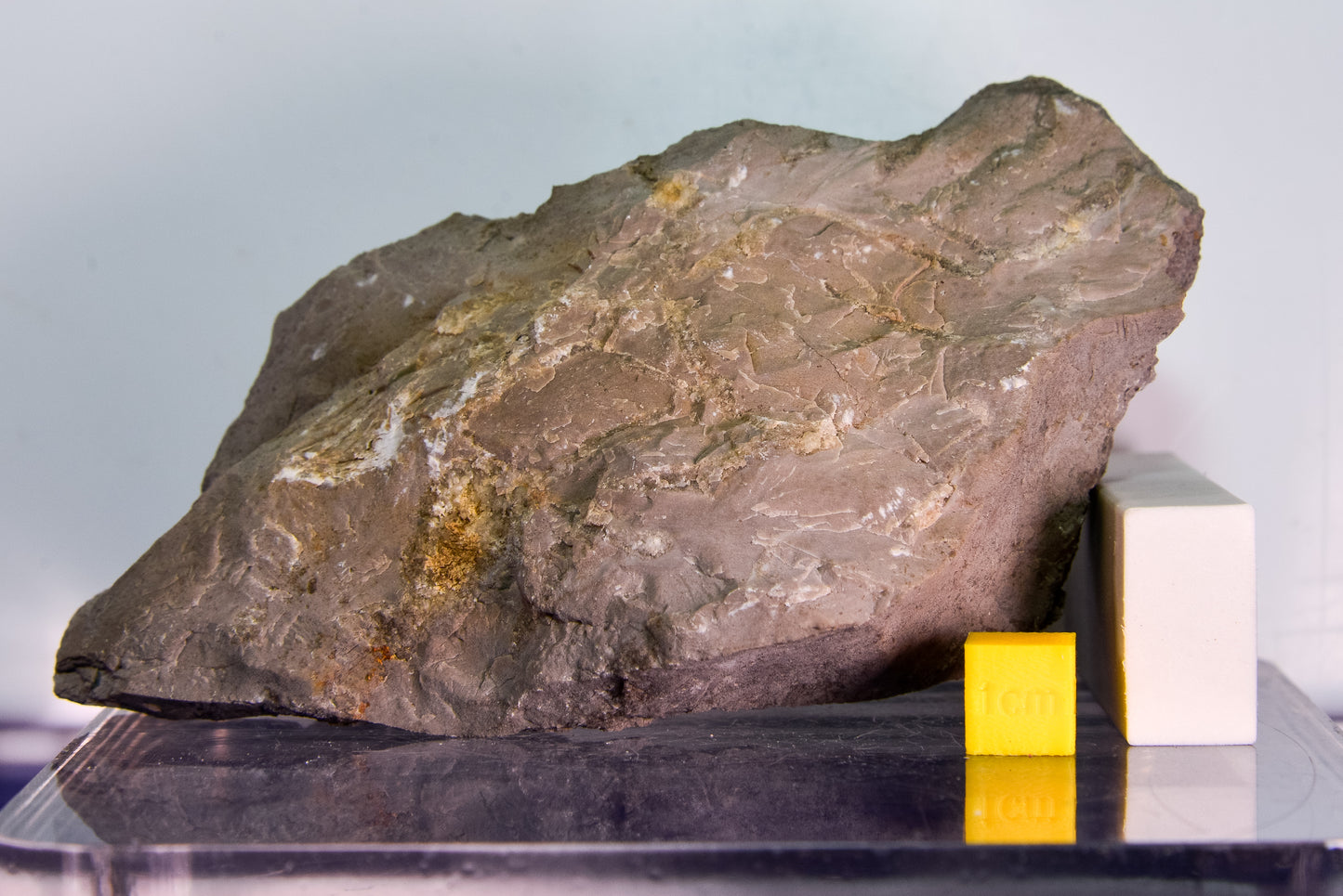Fossiliferous limestone (Bosnia & Herzegovina)