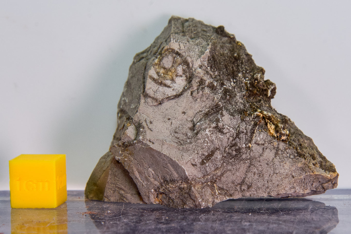 Fossiliferous limestone (Bosnia & Herzegovina)