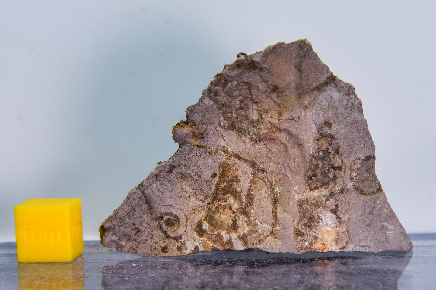 Fossiliferous limestone (Bosnia & Herzegovina)