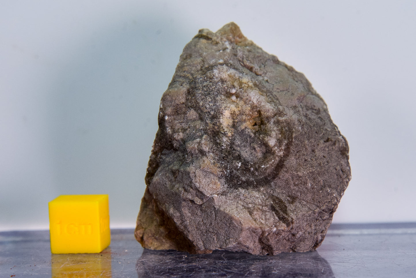 Fossiliferous limestone (Bosnia & Herzegovina)