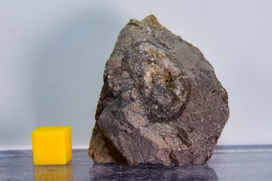 Fossiliferous limestone (Bosnia & Herzegovina)